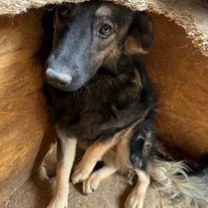 LORY (♀) - auf PS im PLZ Bereich 82 - vermittelt