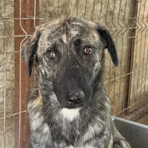 AWANO (♂) - vermittelt (MH)