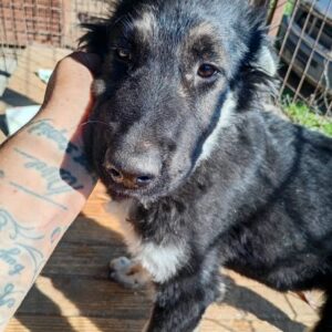 ASHA (♀) bereits unsicher - sollte schnell reisen! - reserviert Tierhilfe Lebenswert DR - vermittelt 08.11.24