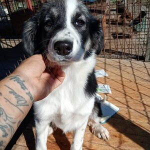 MOLLY (♀) - wird unsicher - ausgereist zur Tierhilfe Lebenswert DR 22.11.24