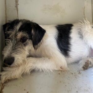 FINA (♀) - ausgereist zu Kathleen Müller