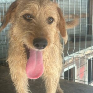 KARLSON (♂) - vermittelt BD