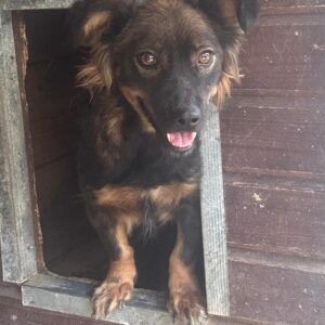 MINNI (♀) - auf PS im PLZ Bereich 10 - vermittelt