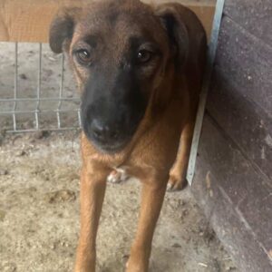 LANAI (♀) - ausgereist zum TH Filderstadt (AL)