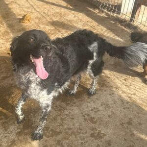 MYLÉNE (♀) - ausgereist zum TH Filderstadt (AL)