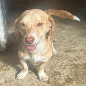 RUDI (♂) - ausgereist zum TH Limburg (AL)