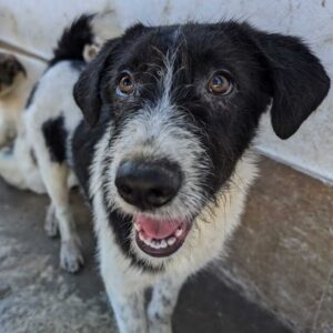 PETITO (♂) - auf PS im PLZ Bereich 23 - vermittelt