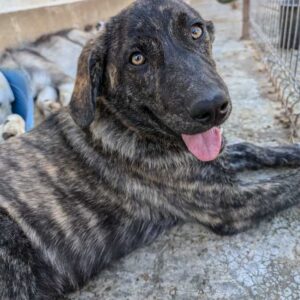 BERLINA (♀) - ausgereist zu PVA e.V.