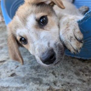 KIALAN (♂)- vermittelt MD