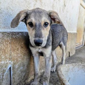 CHAVERA (♀) - vermittelt LS