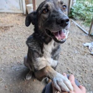 VEIKKO (♂) - in Rumänien Hinterhand defekt, jetzt auf PS im PLZ Bereich 18 - vermittelt