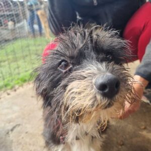 MOTTE (♀) - Notfall - Hinterbeine gelähmt - als PDR GPH auf PDR PS