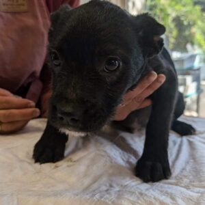 LOUIS (♂) - vor Ort vermittelt 12/24