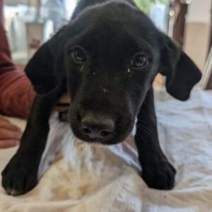 RUSCHKA (♀) - auf PS im PLZ Bereich 27 - vermittelt