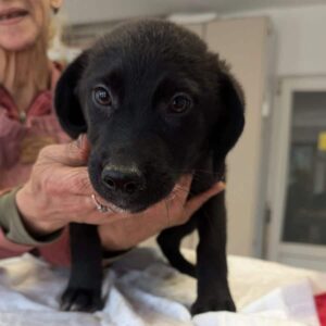 TALEA (♀) - auf PS im PLZ Bereich 84 - vermittelt