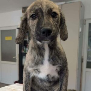 FINNY (♂) - auf PS im PLZ Bereich 66 - reserviert