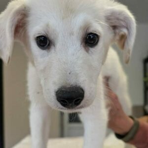 SMILE (♂) - vermittelt MD