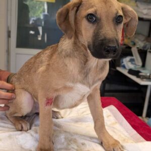 HANNES (♂) - vermittelt JW