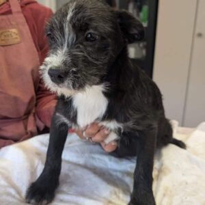 VALENTINO (♂) - ausgereist zum TH Filderstadt