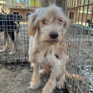 NADICO (♂) - ausgereist zu Tiere in Not Odenwald e.V. (PM)