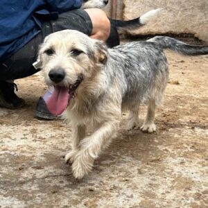 NILAY (♂) - vermittelt BK