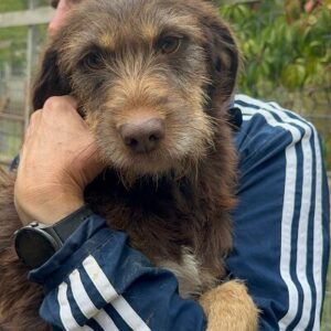 ARYA (♀) - auf PS im PLZ Bereich 38 *ausgereist* - vermittelt