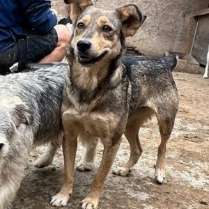 SHAHAR (♀) - ausgereist zum TH Limburg (AL)