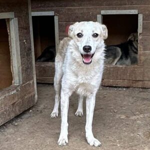 PIXI (♀) - auf PS im PLZ Bereich 38 (NE) - vermittelt