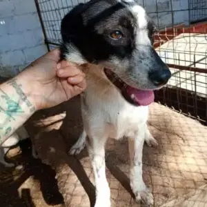 SISSI (♀) - zu dünn, beginnende Hautprobleme - ausgereist zur Tierhilfe Lebenswert DR 22.11.24