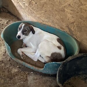 SVEA (♀) - wird unsicher - sollte zeitnah reisen