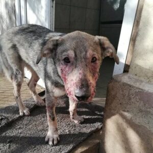 KOONI (♂) - Notfall in Rumänien - jetzt auf PS im PLZ Bereich 76 *ausgereist* - vermittelt