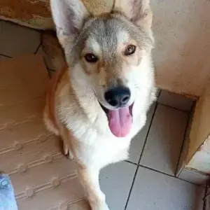 SOLINO (♂)- ausgereist zur Tierhilfe Lebenswert