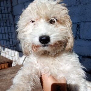 CURLY (♀) - reserviert Tierhilfe Lebenswert DR - vermittelt 25.10.24