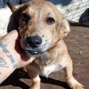 LOOPY (♂) - reserviert Tierhilfe Lebenswert DR - vermittelt 25.10.24