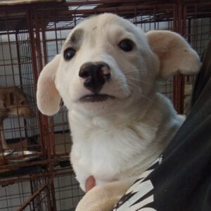 ENJA (♀) - reserviert Tierhilfe Lebenswert DR - vermittelt 08.11.24