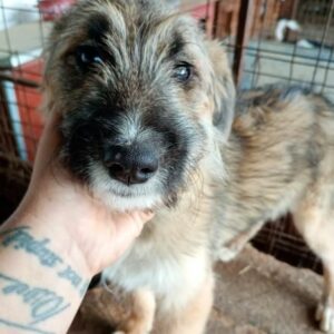 PAOLINA (♀) - reserviert Tierhilfe Lebenswert DR - vermittelt 08.11.24