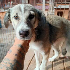 VALERIE (♀) - bereits unsicher, sollte dringend ausreisen - reserviert Tierhilfe Lebenswert DR - vermittelt 08.11.24