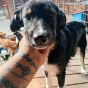 LEAH (♀) - ausgereist zur Tierhilfe Lebenswert DR 06.12.2024