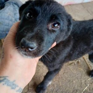 NOIRY (♀) - vermittelt MD