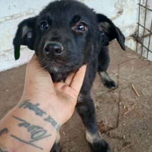 BRYAN (♂) - ausgereist zur Tierhilfe Lebenswert DR 06.12.2024