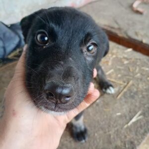 JOSHIE (♂) - ausgereist zur Tierhilfe Lebenswert DR 06.12.2024