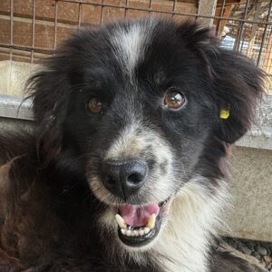 AMAURY (♂) - vermittelt JW