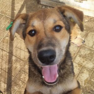 ELWOOD (♂) - vermittelt BD