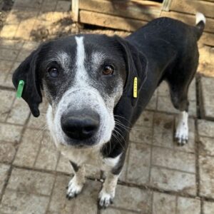 LADISLAUS (♂) - rechtes Auge etwas trüb - reserviert TST (AL 24.05.)