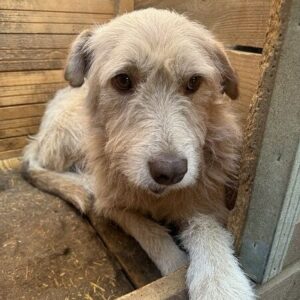 CHOPA (♂) - vermittelt BD