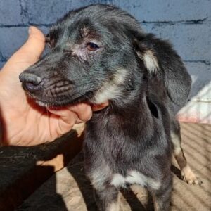 FLIPPI (♂) - beginnende Hautprobleme - ausgereist zur Tierhilfe Lebenswert DR 06.12.2024