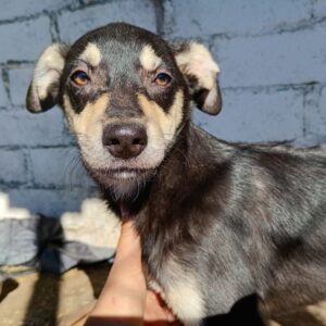 JASMINCHEN (♀) - ausgereist zur Tierhilfe Lebenswert DR 06.12.24