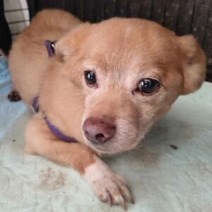 DOREL (♂) - vermittelt LS