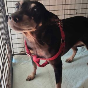 MONICA (♀) - vermittelt LS