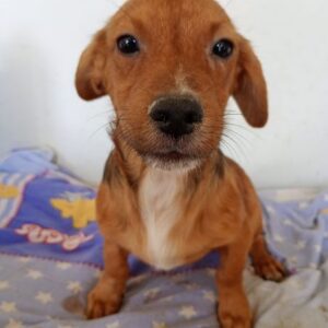 ROBERTO (♂) - ausgereist zur Schäferhundrettung e.V.